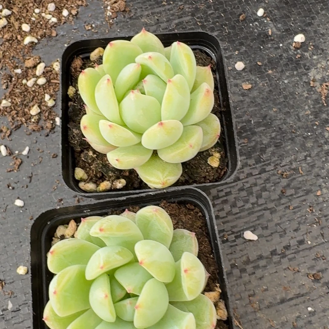 19-19雪花珍妮两颗量拍