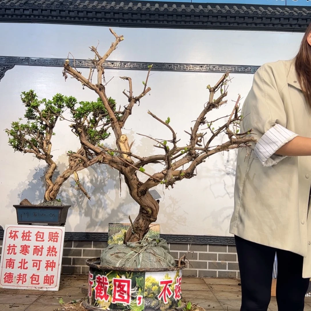 无花朵金银花898888888888