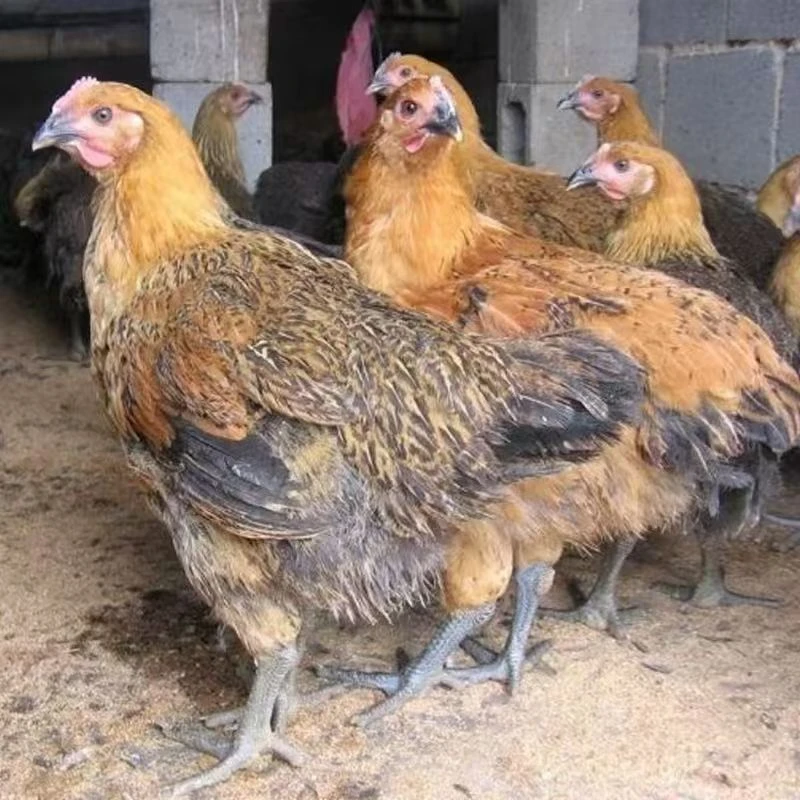 麻羽宠物鸡12只九斤红活体好养活