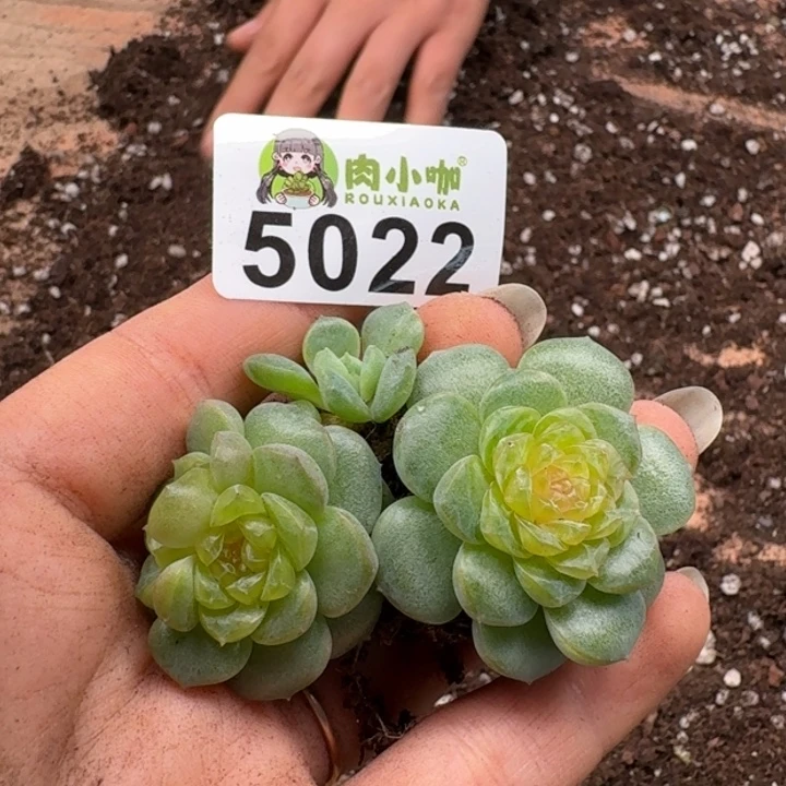 可***可多肉植物多肉植物