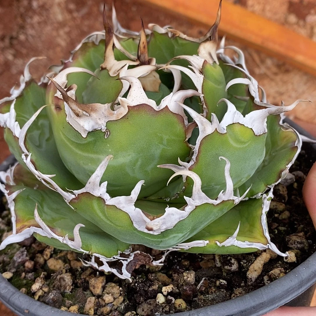 多肉植物龙蛇兰植物