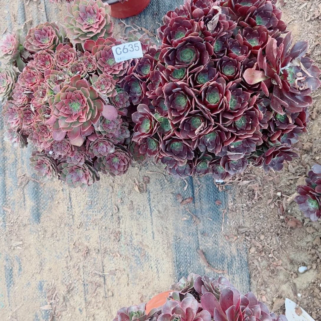 635两颗组合多肉植物法师