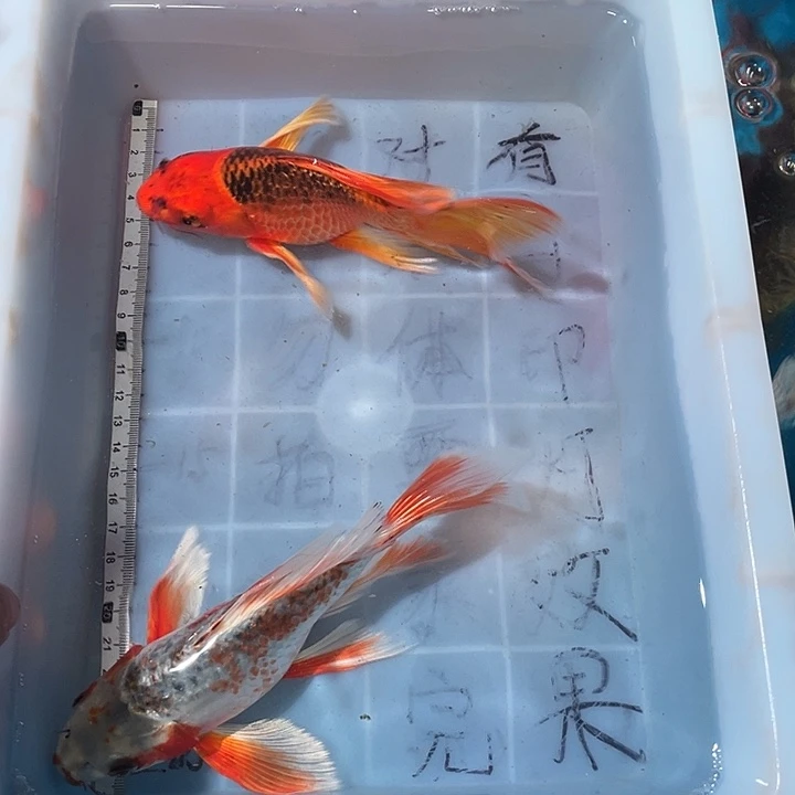 蝴蝶鲤渔场直发22