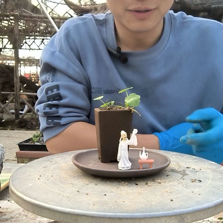 安*小盆景小植物一物一拍84