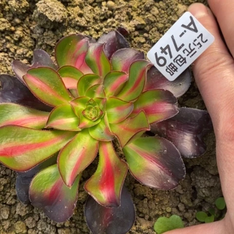 749烈焰中斑满25包邮多肉