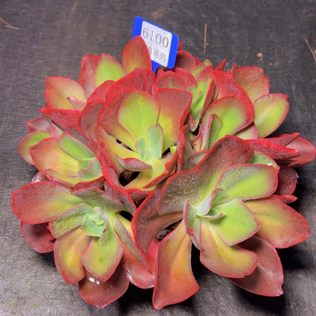 红酒杯玫瑰6100多肉植物