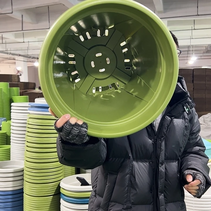 特价青山口40高34果绿无托5只