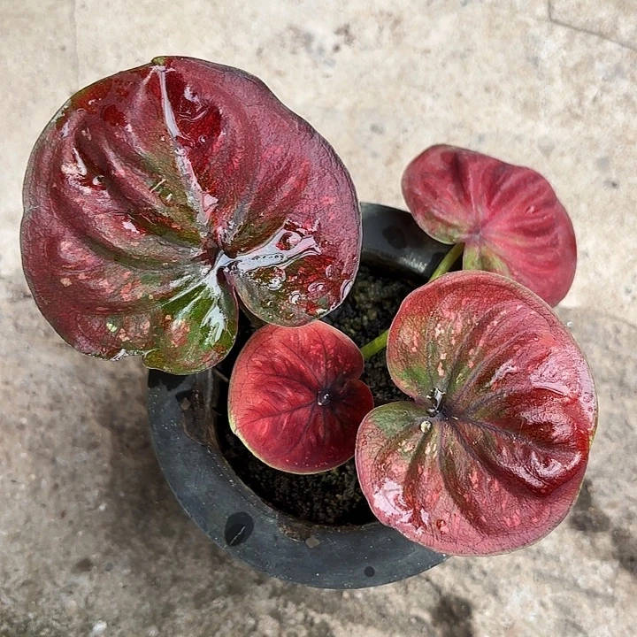 胖***怪73-1222黑魔法师广东现货