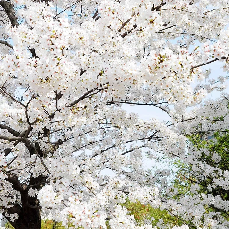 吉野樱花日本樱花白色树苗庭院别墅地载耐寒耐热樱花苗包品种现挖