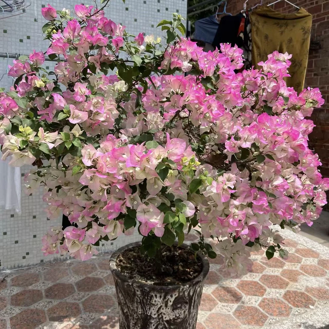 绿樱三角梅盆栽庭院阳台爆花强花卉新手易养护发货快