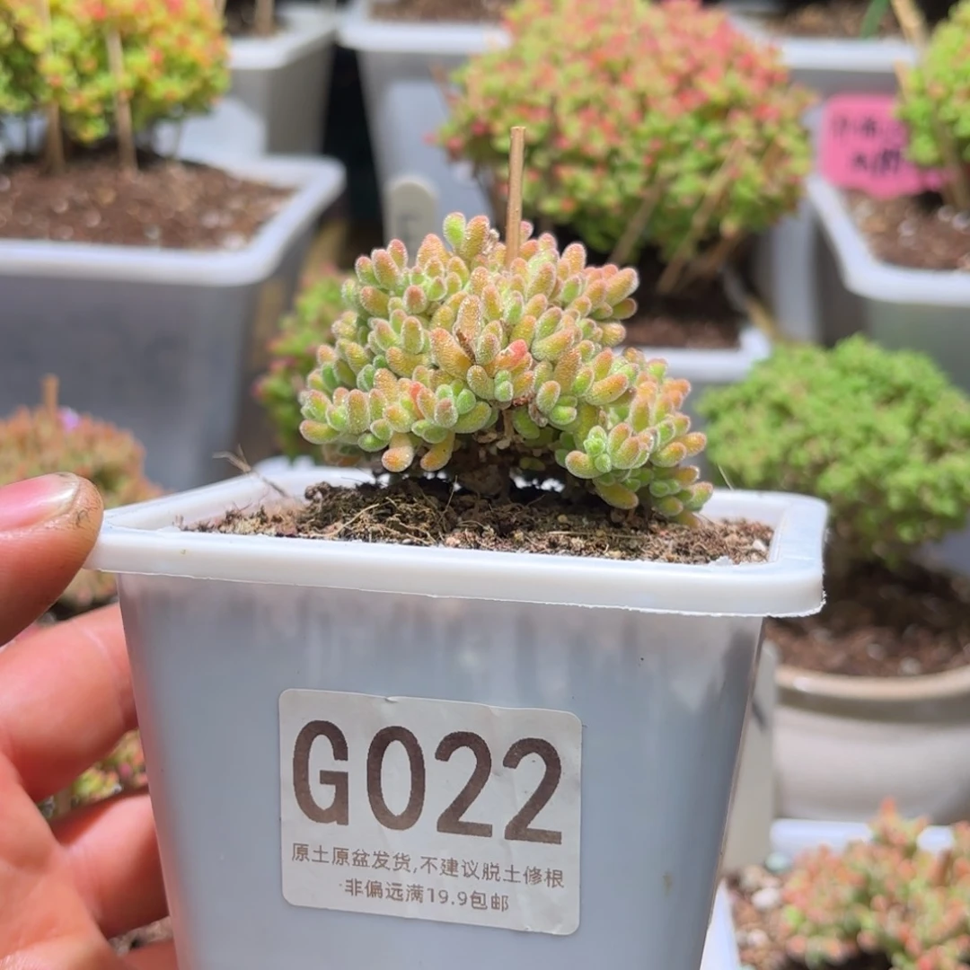 枝干番杏冰橙小树G022