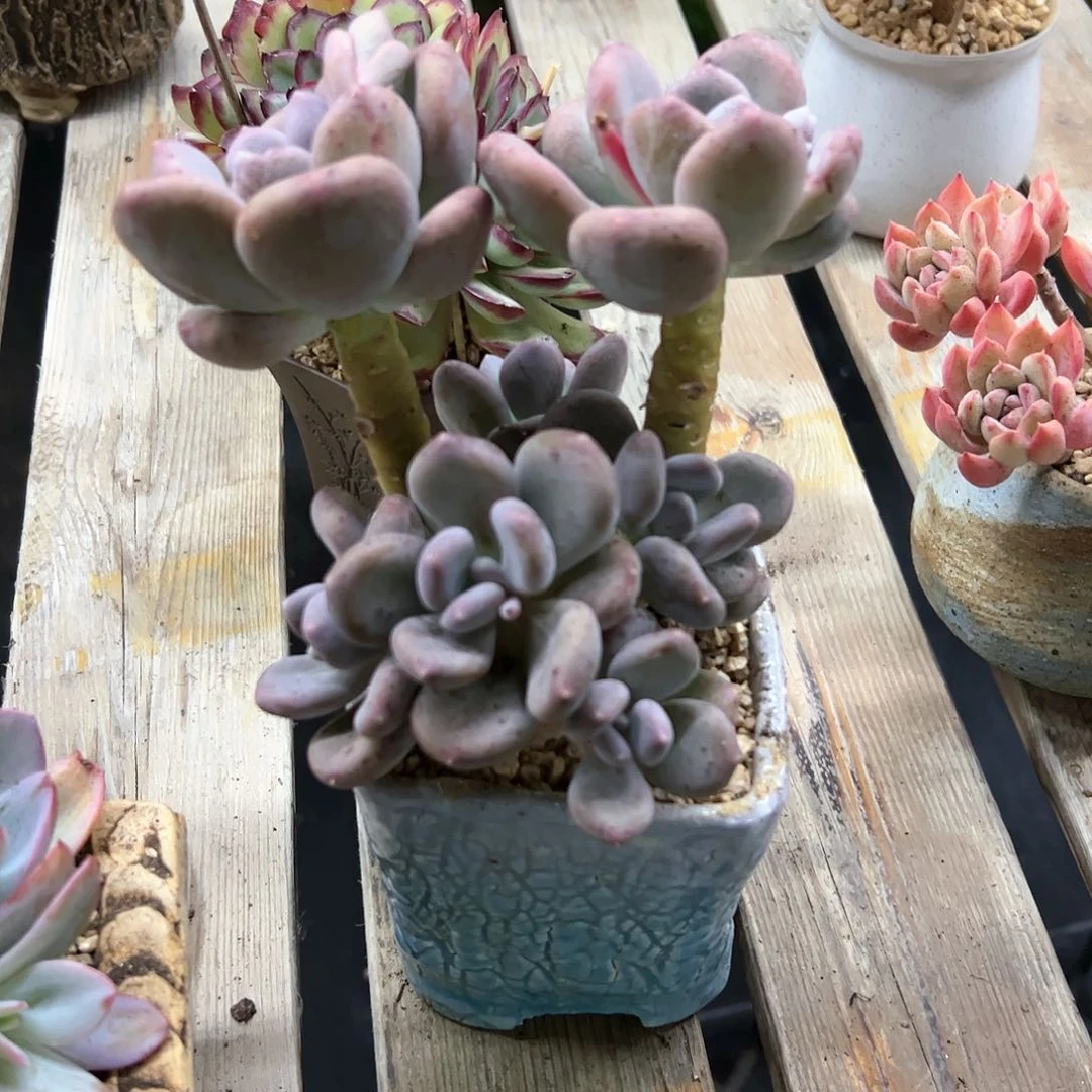 咖啡美人18 零零多肉植物