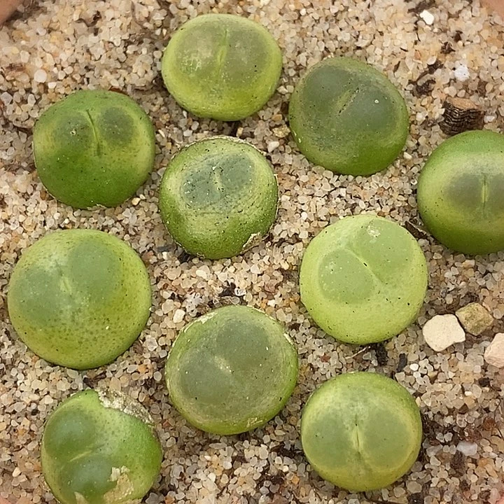 4510拉登样本一颗