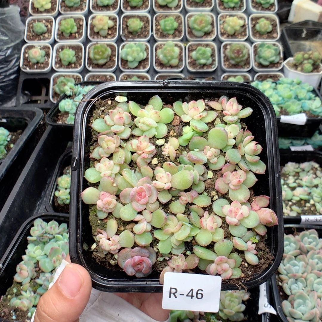 无花朵R46英语英语