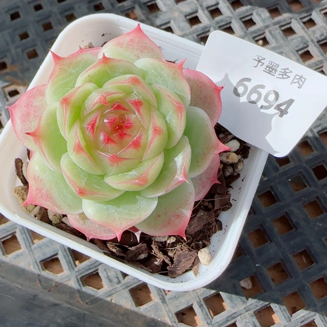 薄荷，6694多肉植物