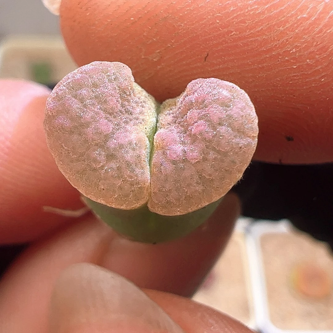 班克磁铁风铃粉体雪花窗703。