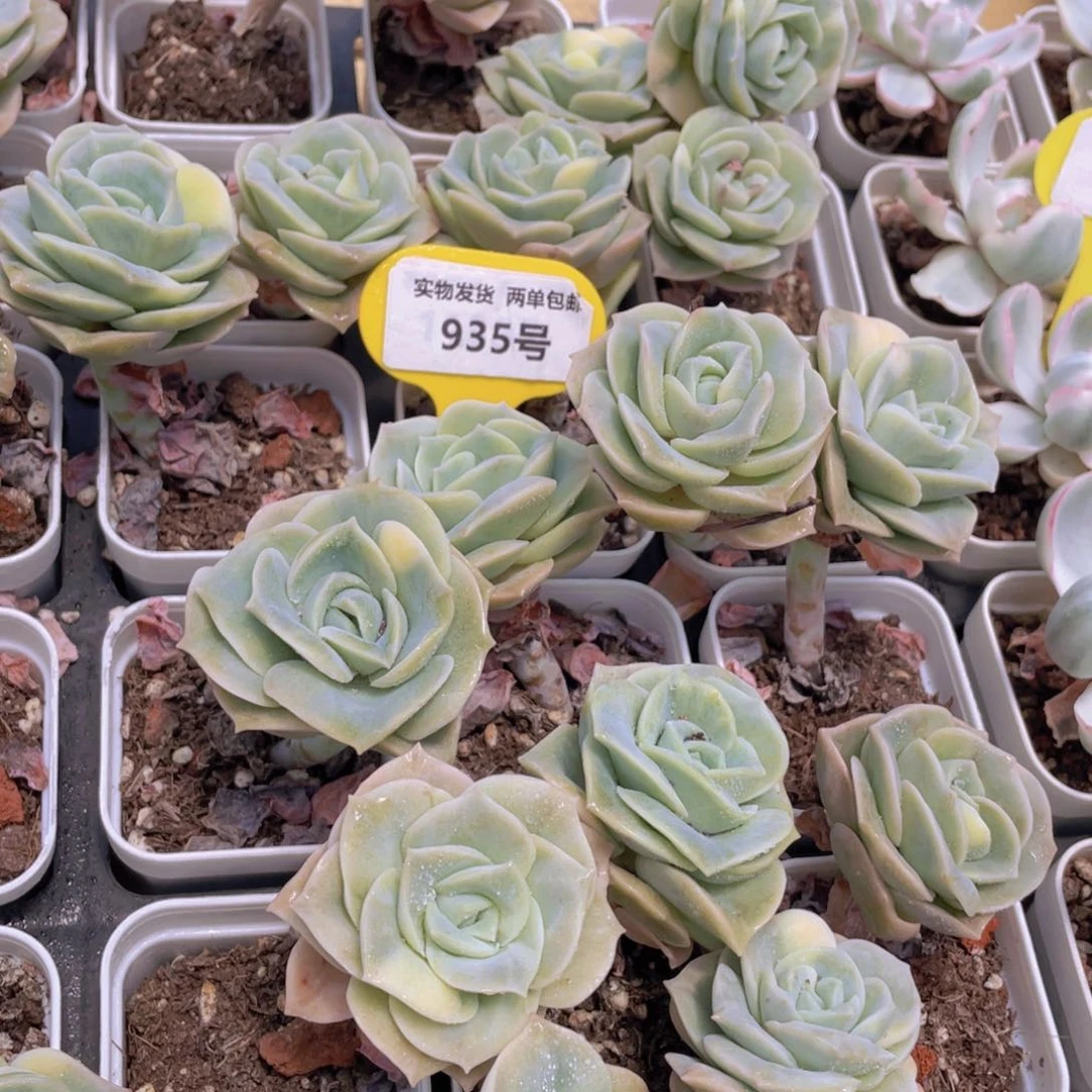 935号 开播福利可爱玫瑰单头带腿5个带盆土