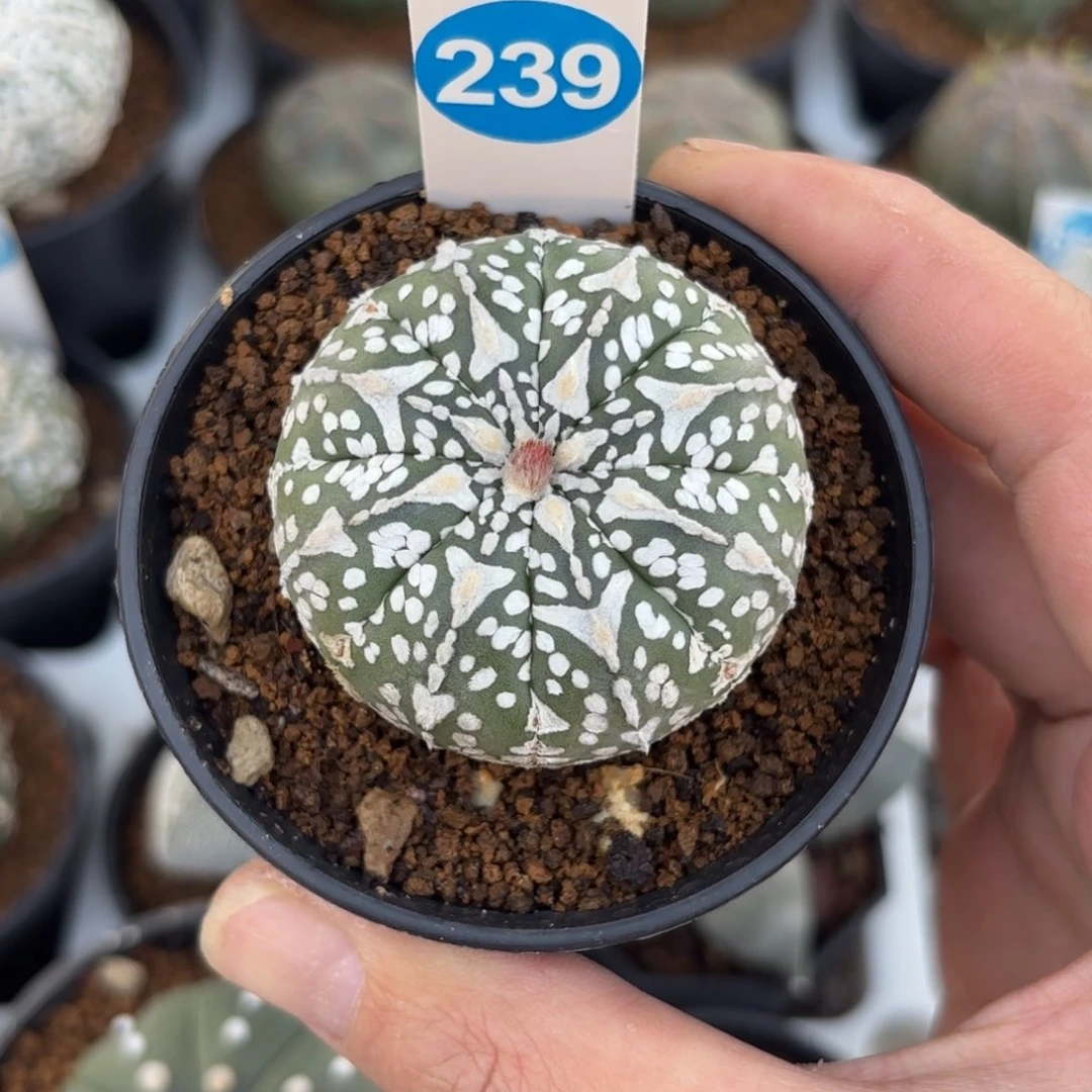 239实生V字星兜带盆带土发货