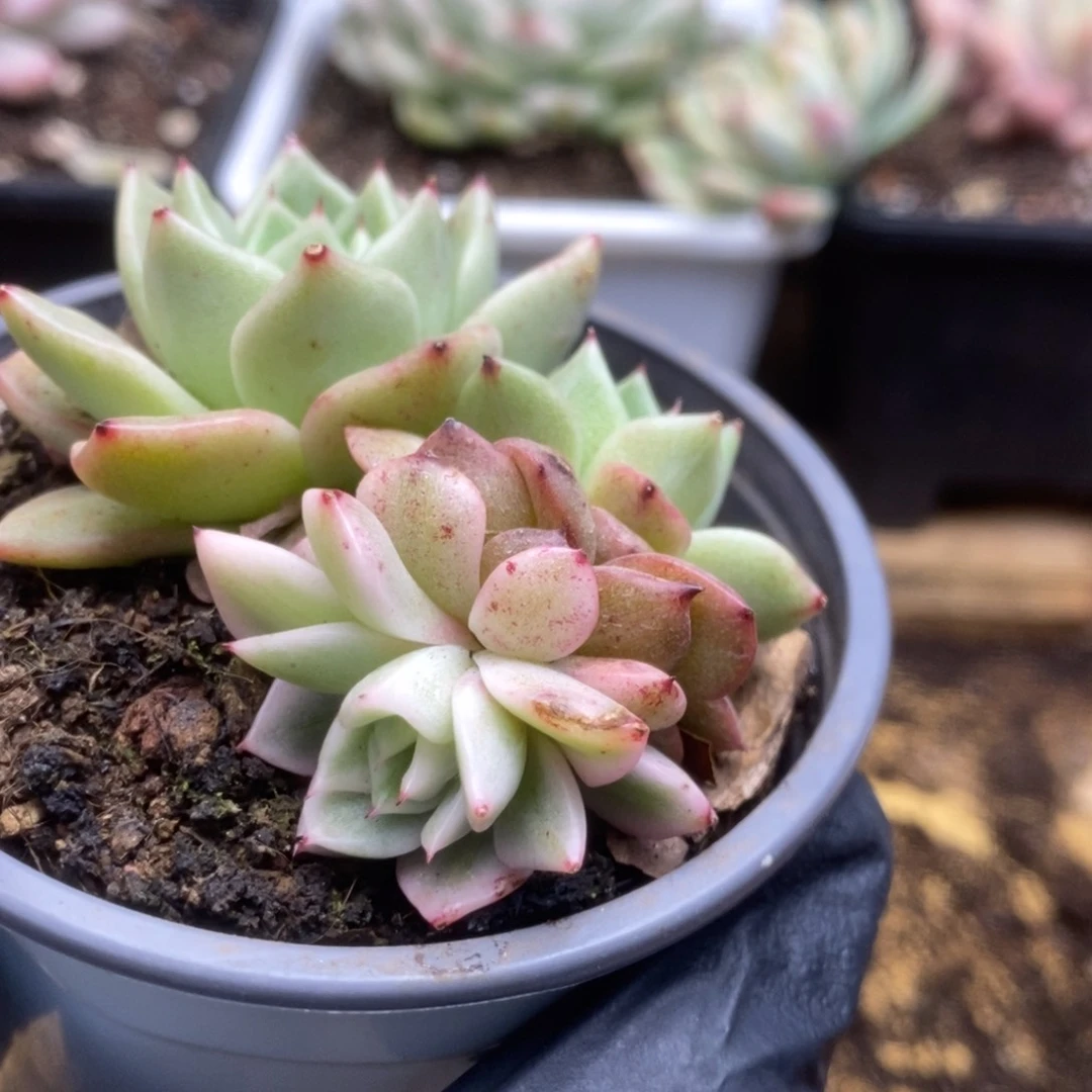 040东云杂锦锦锦锦锦锦