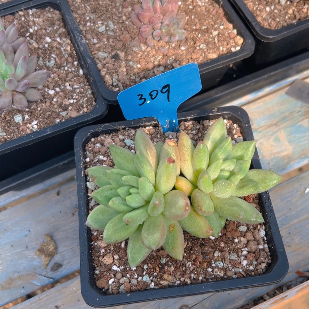 米其林309号一物一拍