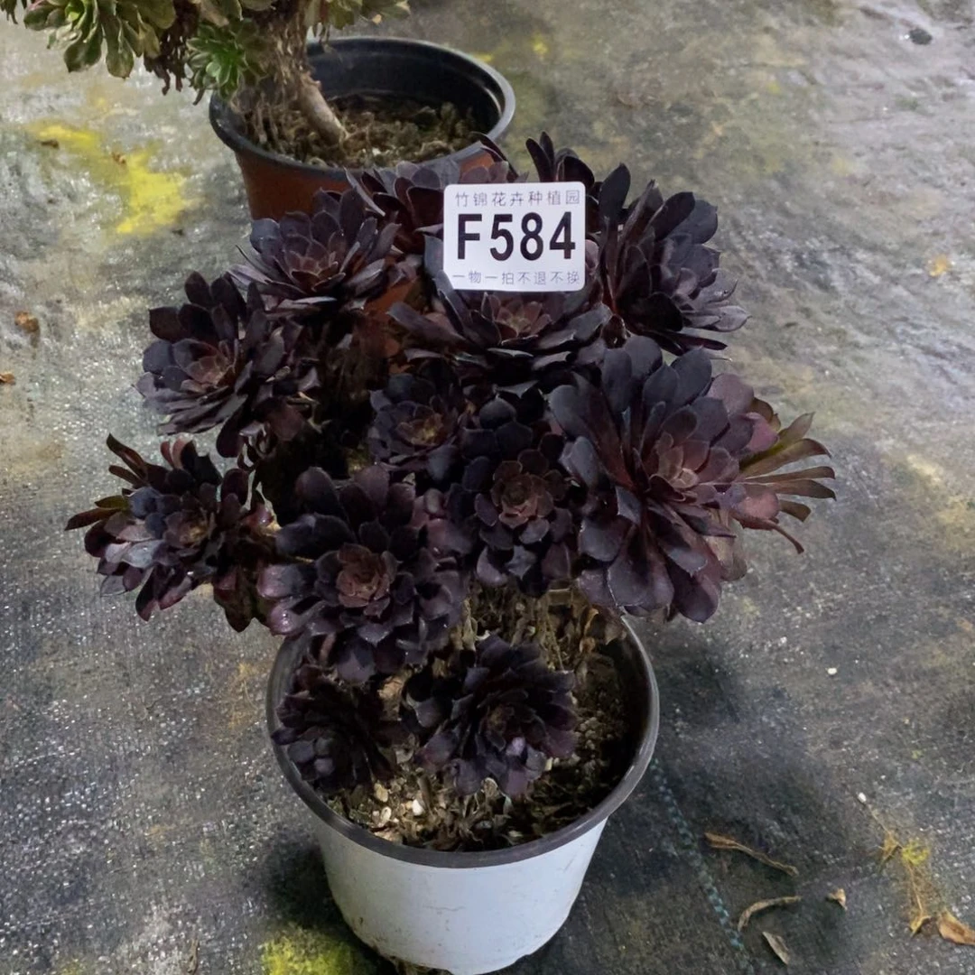 584黑桐壶法师一棵