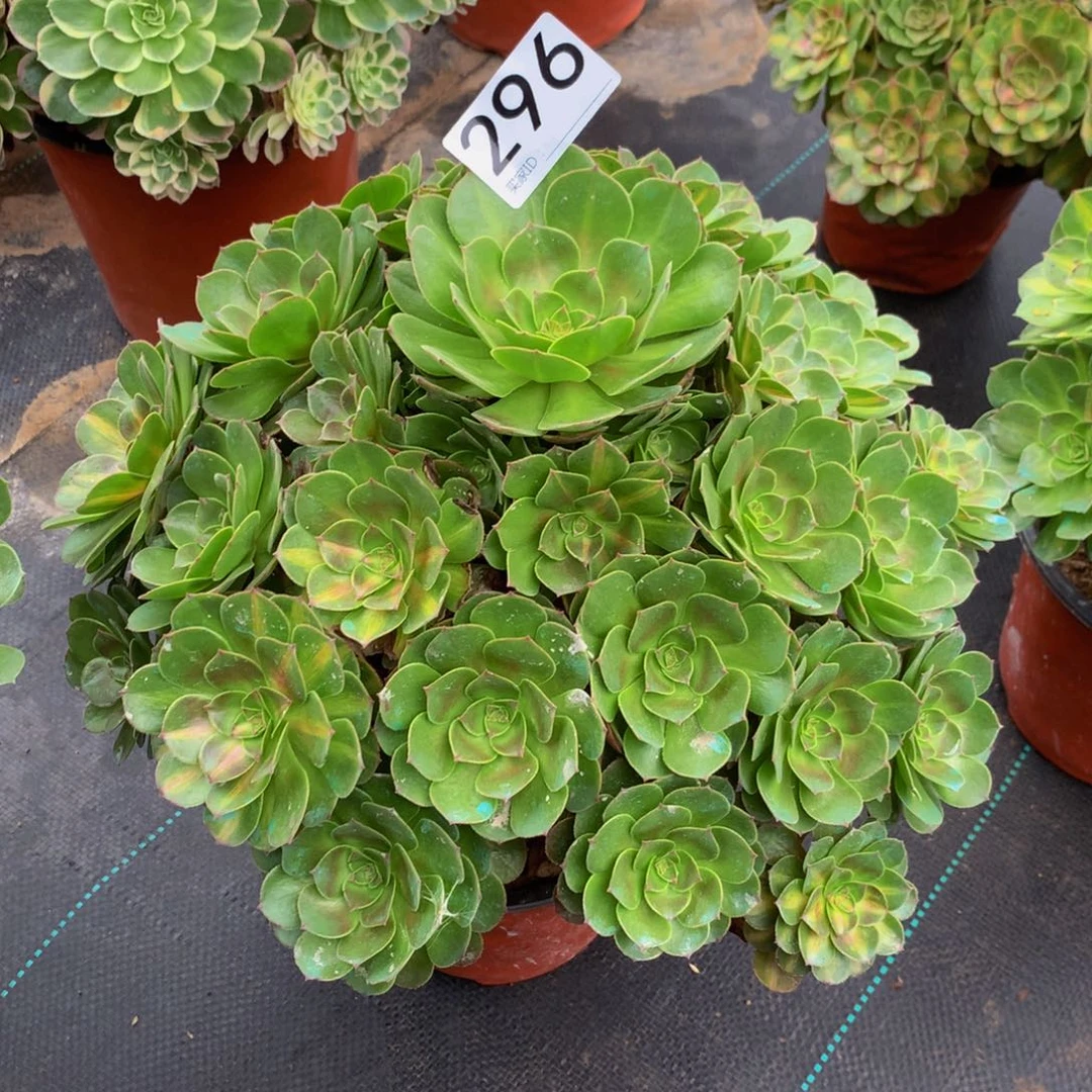 可***贝法师多肉植物296中班