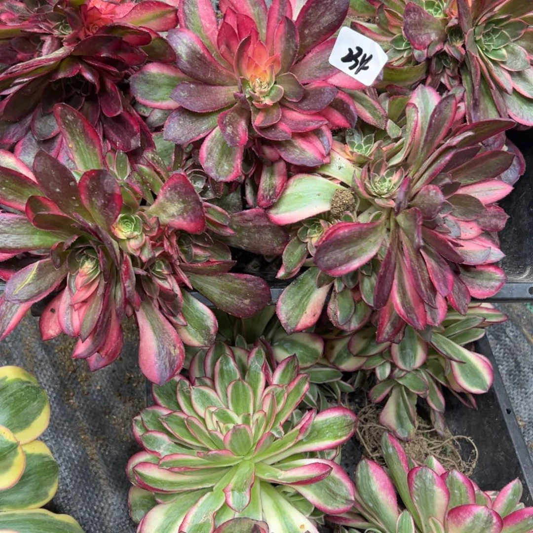 234黑魔锦一颗 32.8多肉