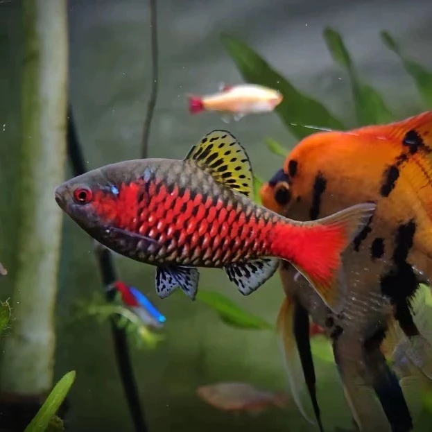 正宗野生泰国进口砖石彩虹鲫湄公河的小型鲃类广温性适合各种水温