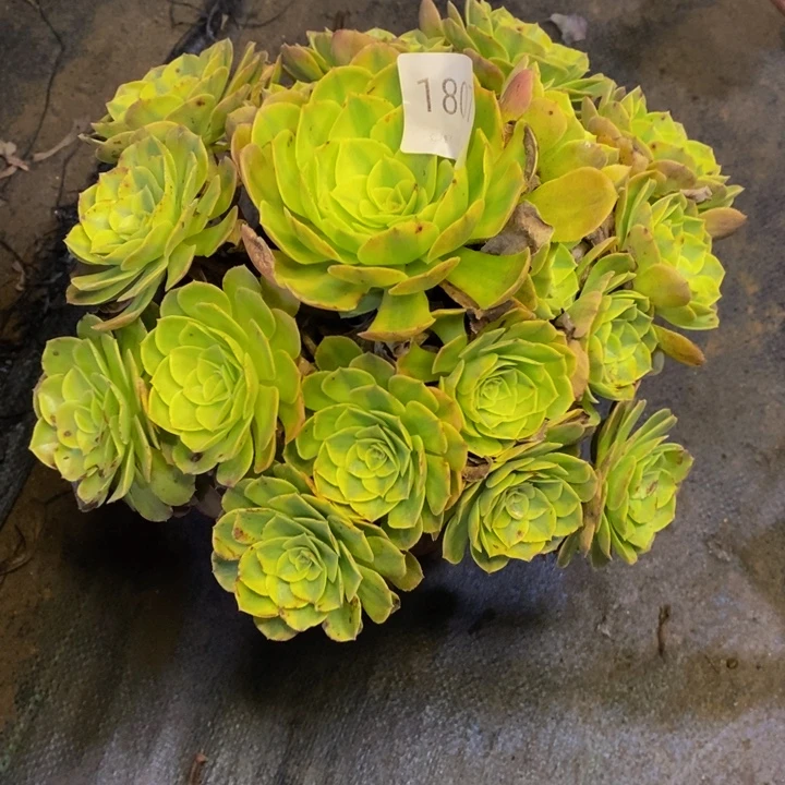 雨荷多肉断头不包1807