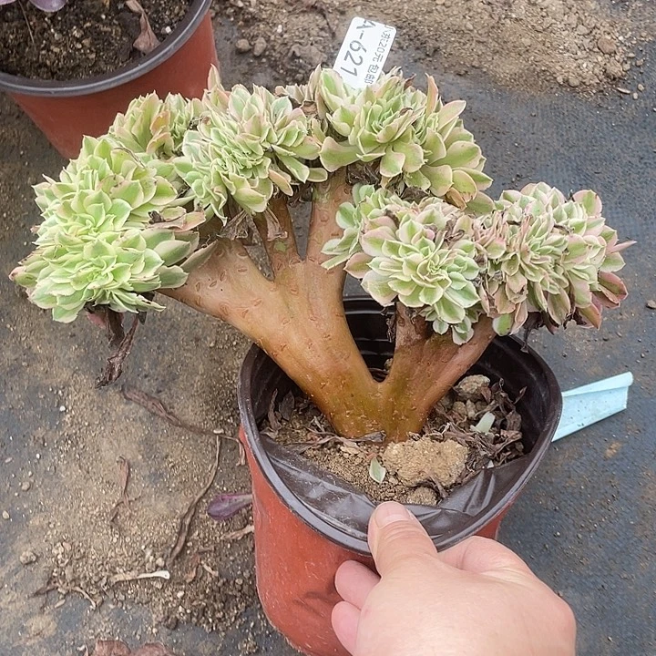 621女巫缀多肉植物福利