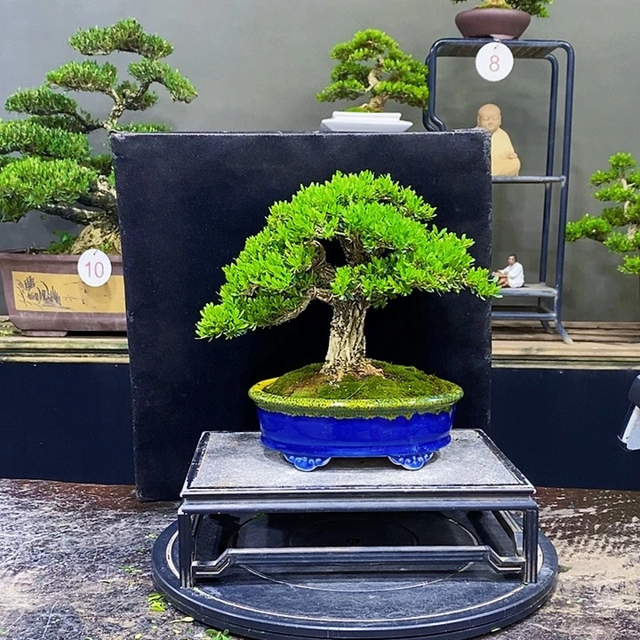 无花朵黄杨盆景四季常青