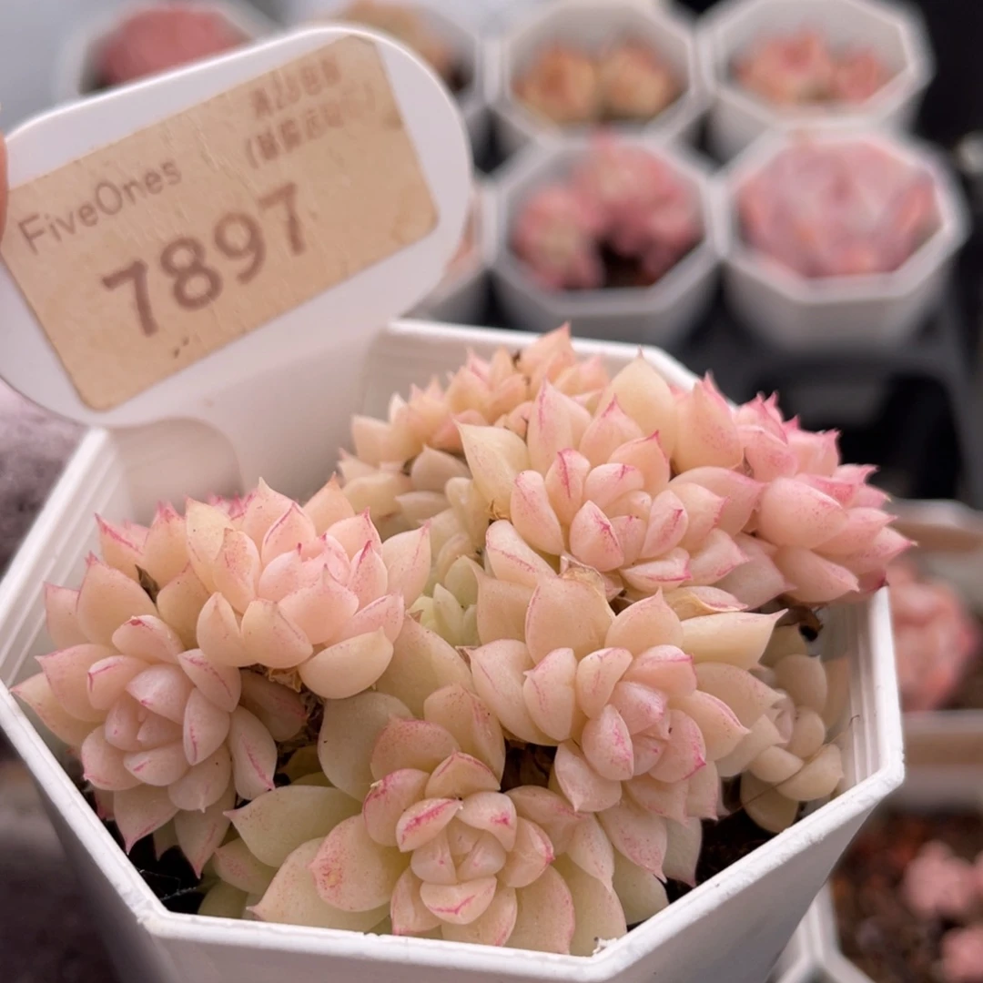 麦秆群7897-6.0厘米