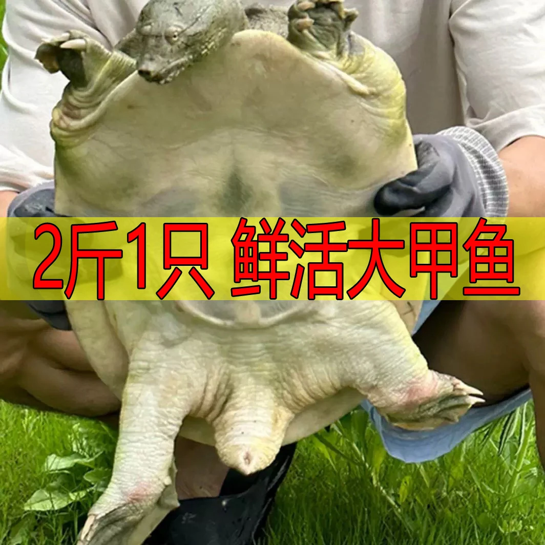 【促销】2斤1只 新鲜活甲鱼 外塘生态鲜活大甲鱼王八批发海鲜鲜活