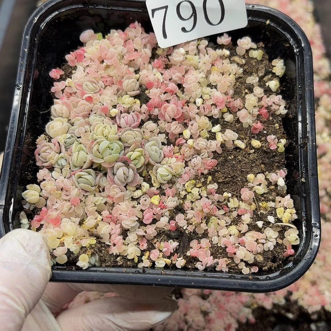 欧***e多肉植物多肉植物790