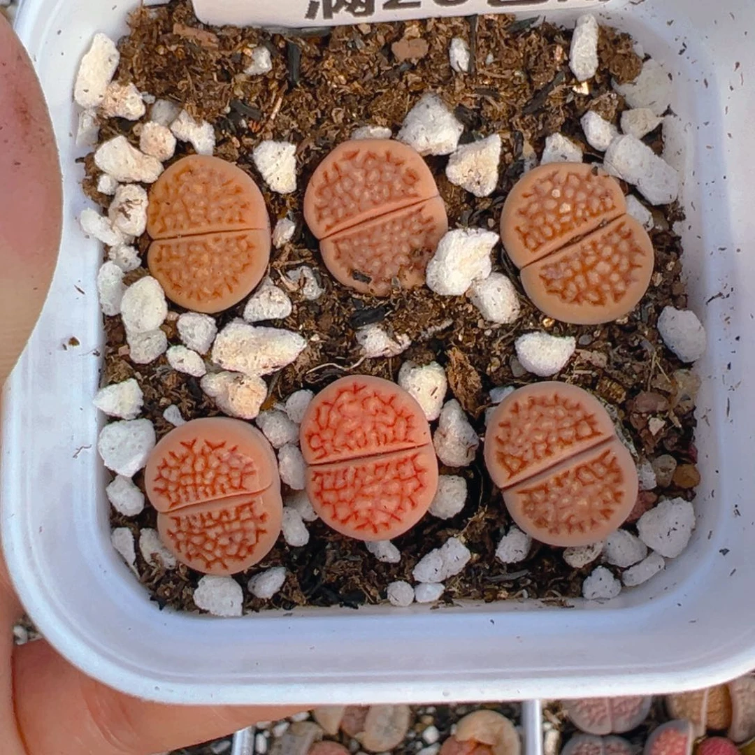 【闪购商品】403……