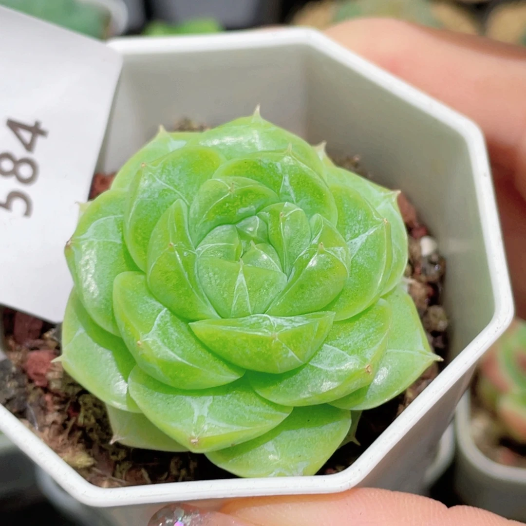 584号糖心冰心珍妮 月宫