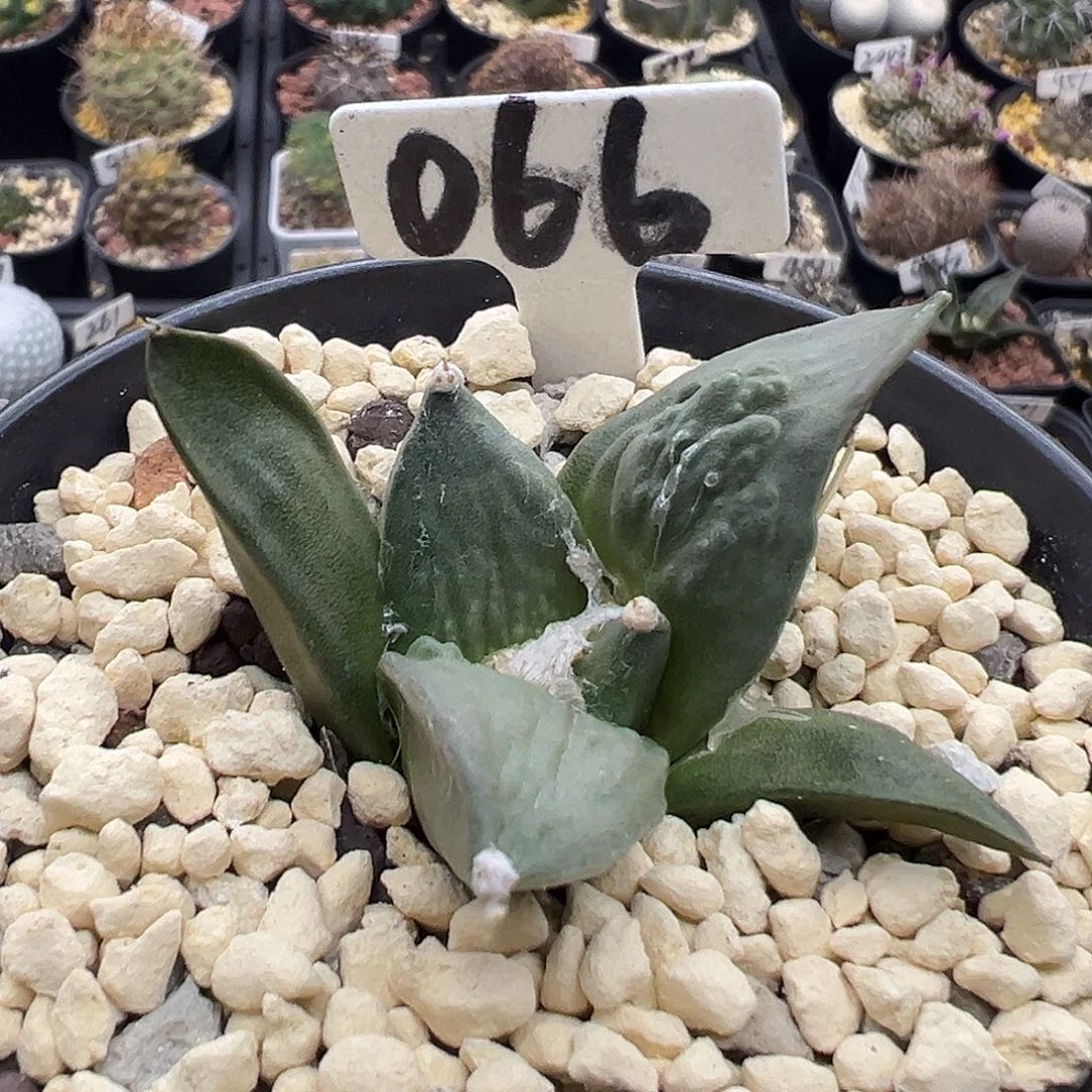 066怒涛牡丹实生仙人球