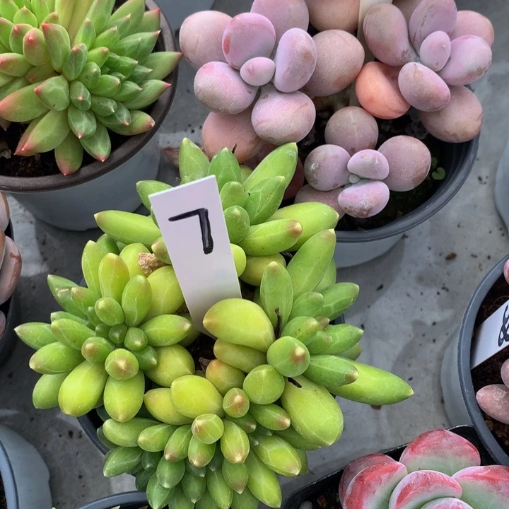 多肉植物72727282828