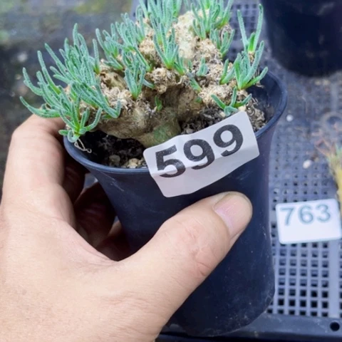 599天赐一物一图如图