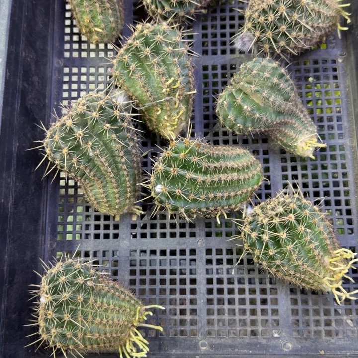 29无名彩草带气根4公分左右不好丑，20包邮