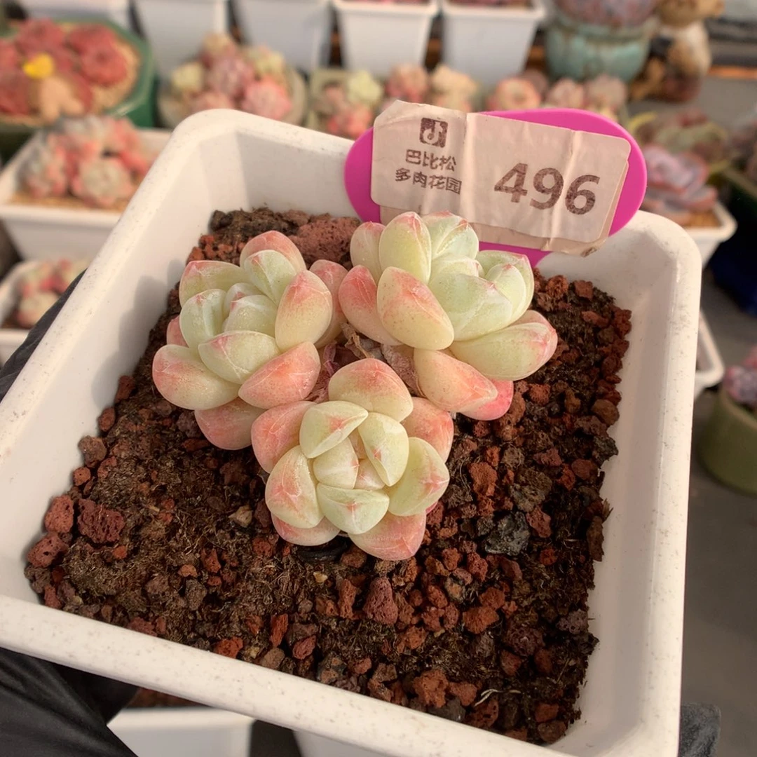 496 奶油冰玉多肉