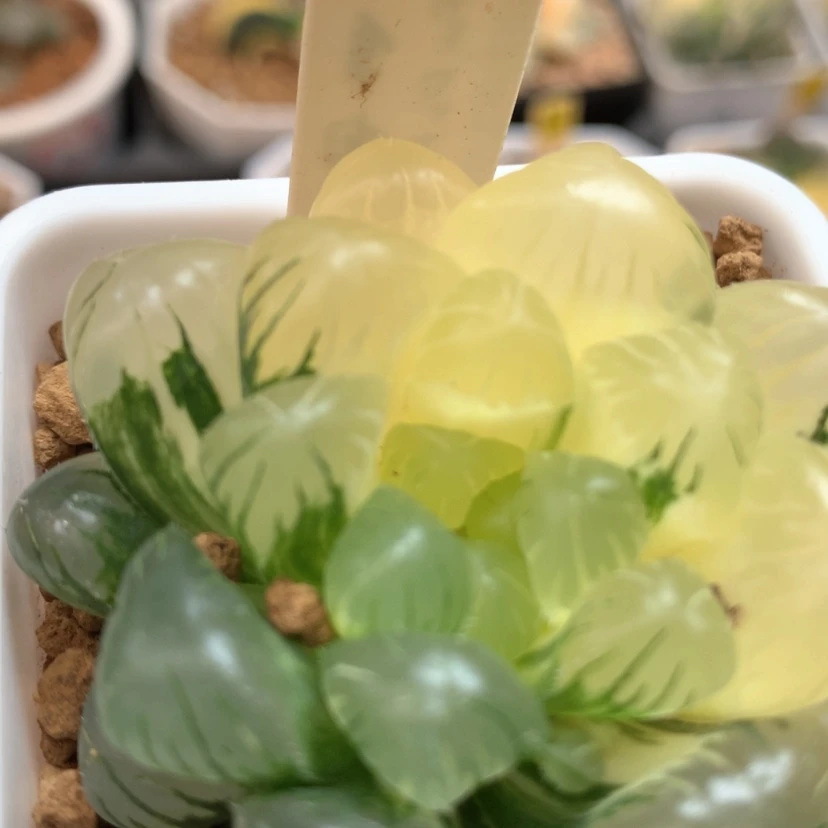 【闪购商品】30号实生玉露