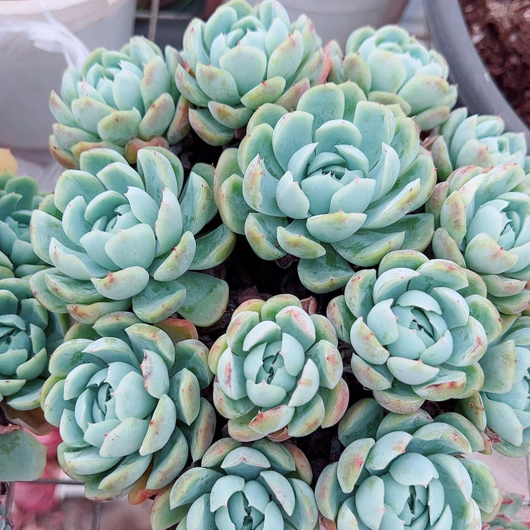 香水贝瑞整装整群老桩