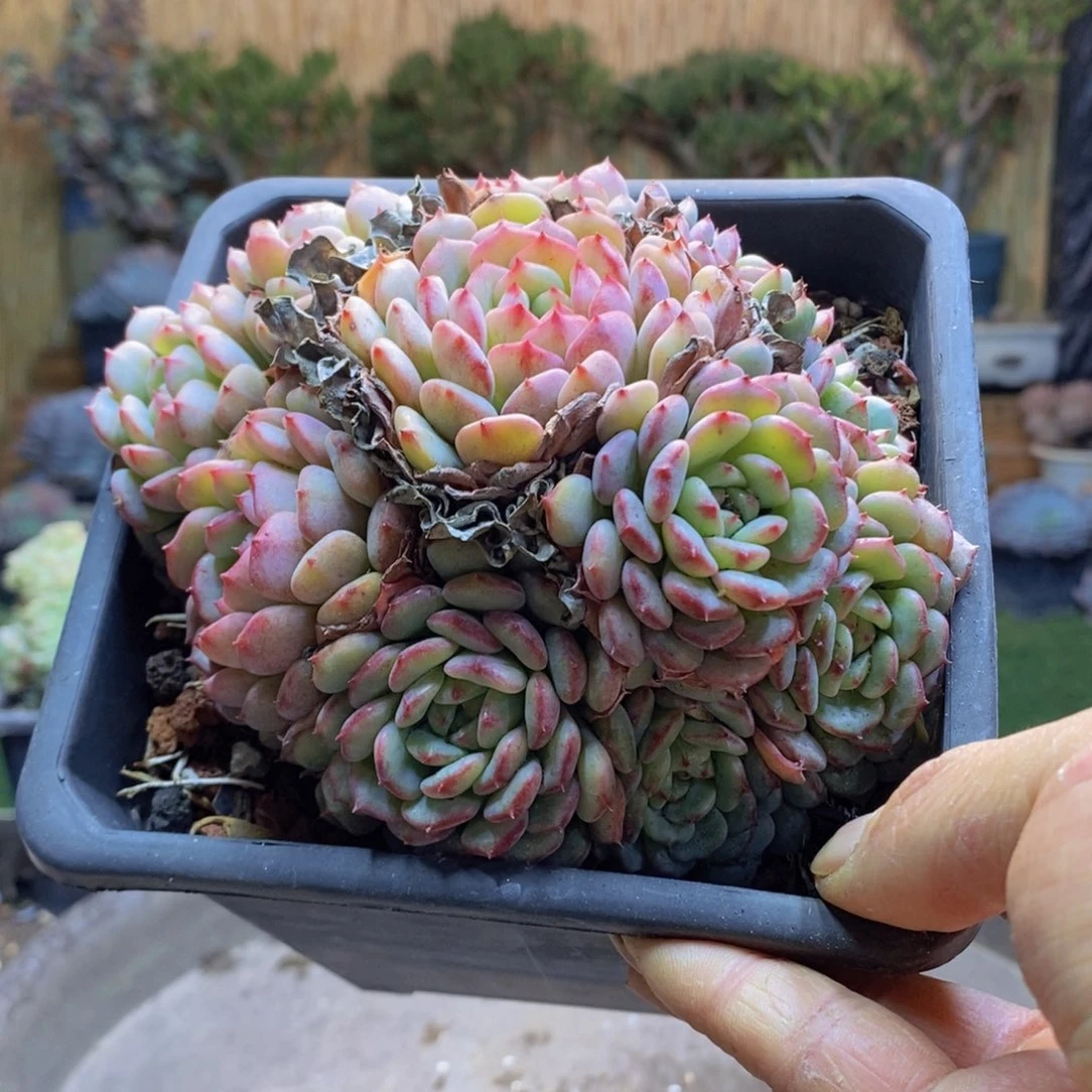 舍*82号白胖子缀化