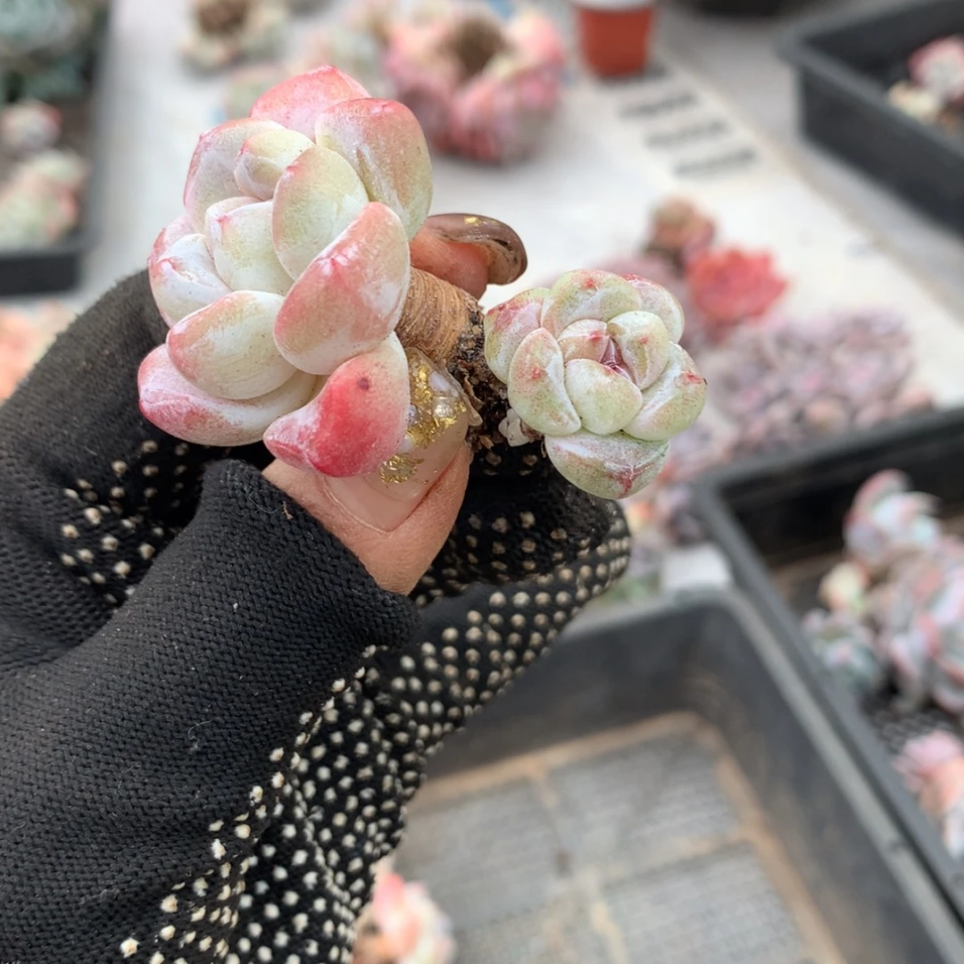 哈哈哈哈哈哈冰玉石榴籽