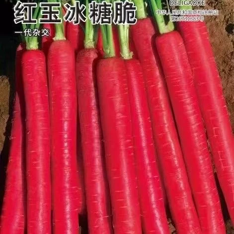 【只能秋季种植】水果胡萝卜种子，红玉杂交糖心水果胡萝卜种子