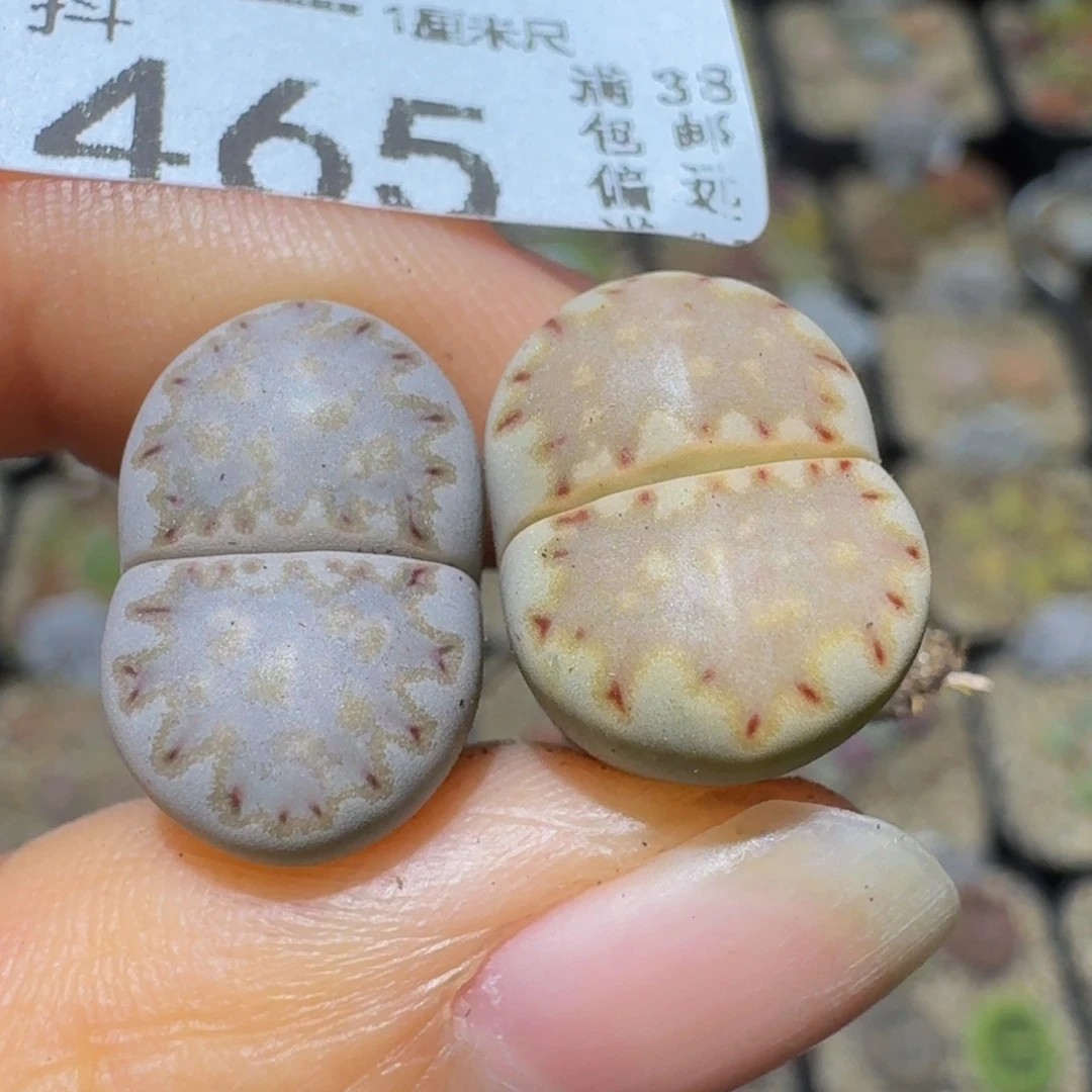 Ssss精品生石花465