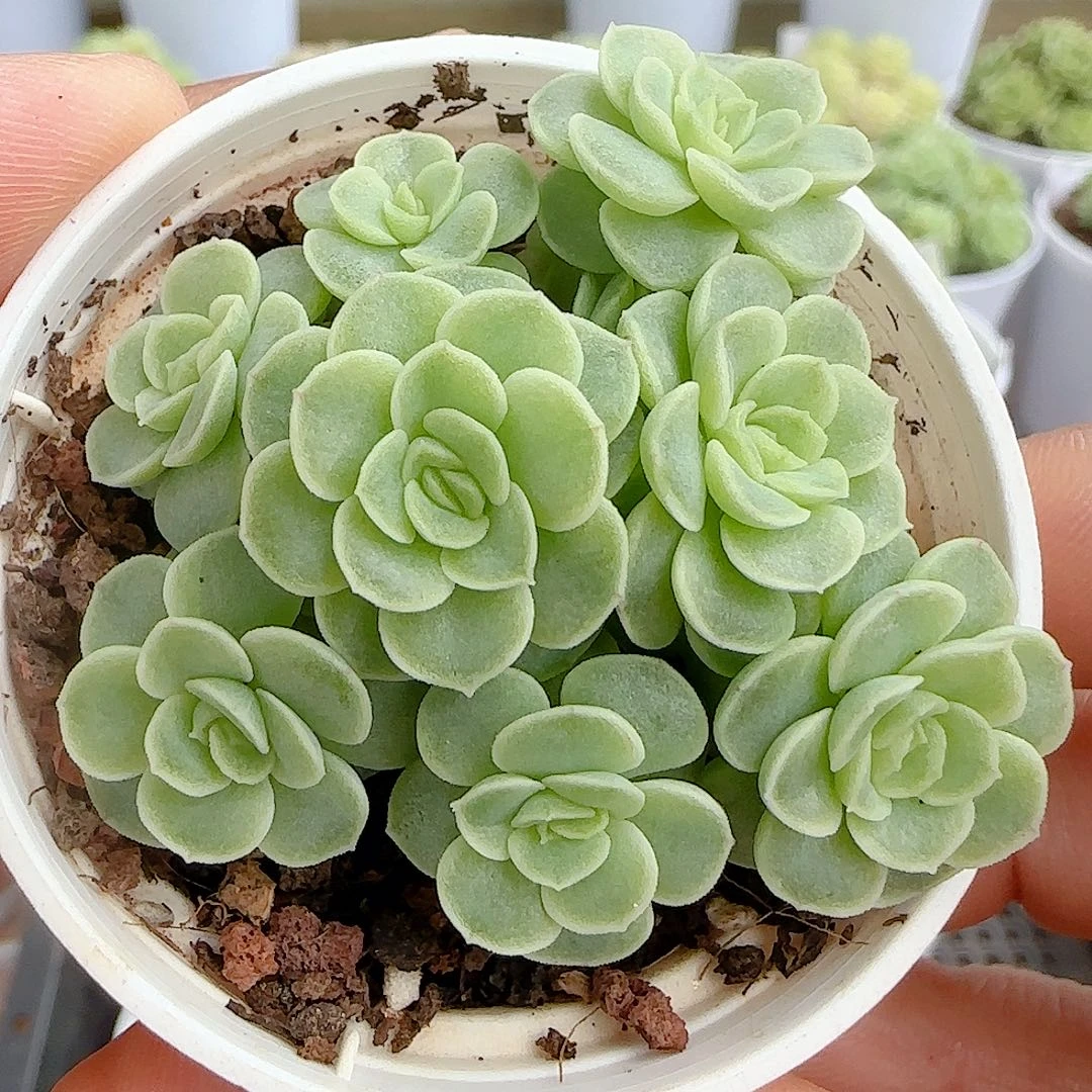 【闪购商品】0925-58圆脸优选麦杆