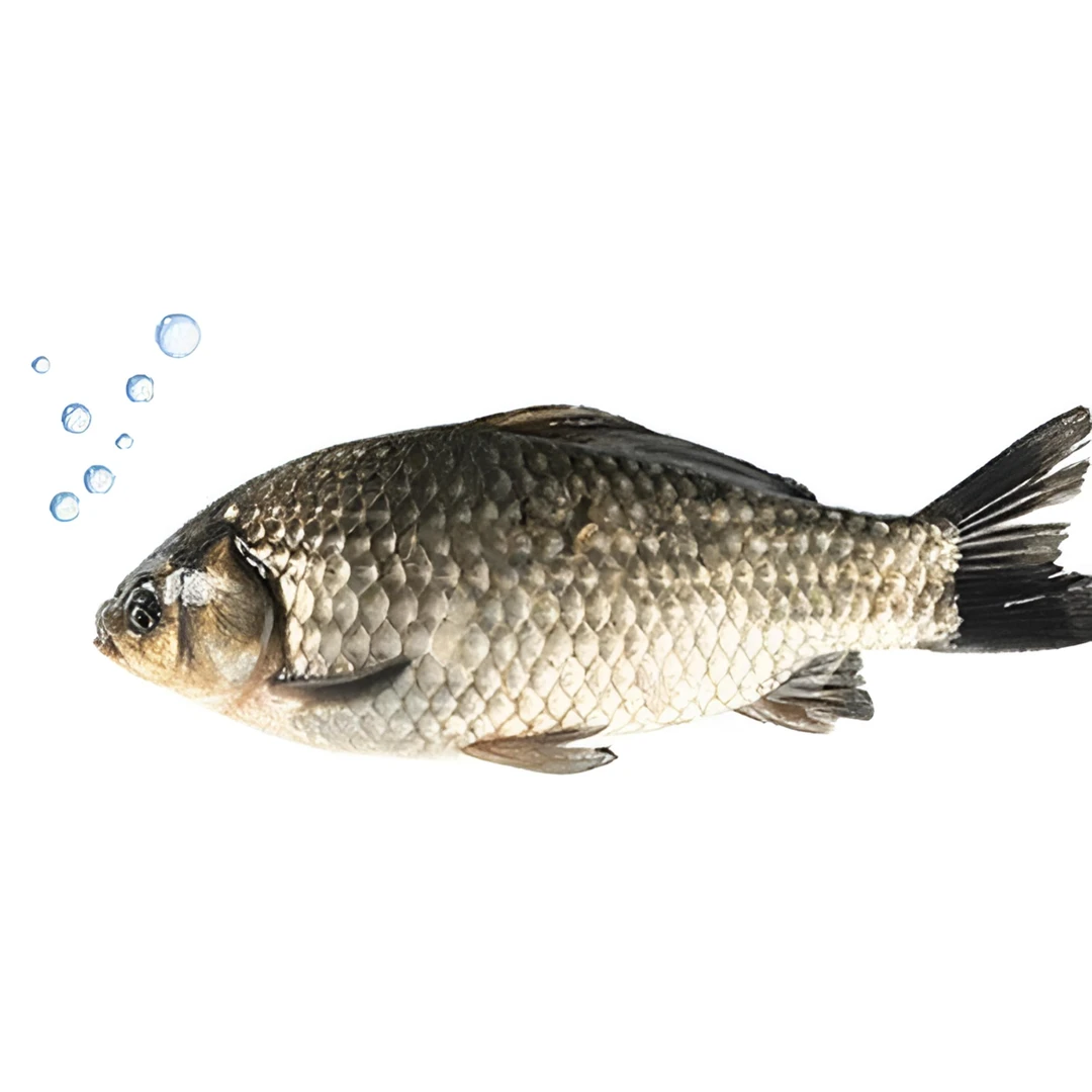 【鲜活】鲫鱼 500-650g/条〔需要处理请备注〕鲫鱼同城送