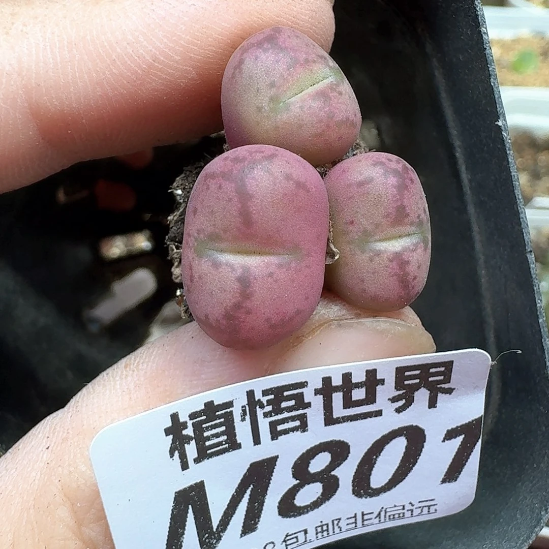 多肉植物的润泽我的r
